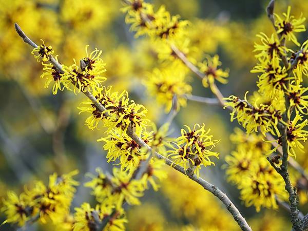 Univar Perluas Distribusi witch hazel EMEA untuk Industri…
